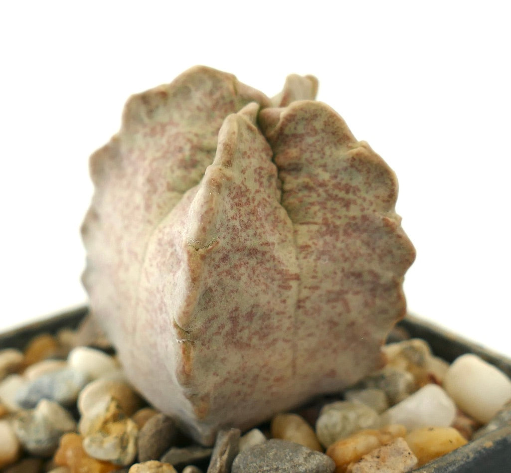 Whitesloanea crassa succulent cactus seedling with thick, speckled, pale green and pinkish leaves