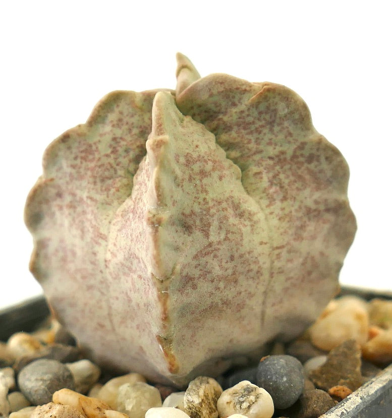 Whitesloanea crassa rare succulent with thick, textured, pale green and purple-spotted leaves