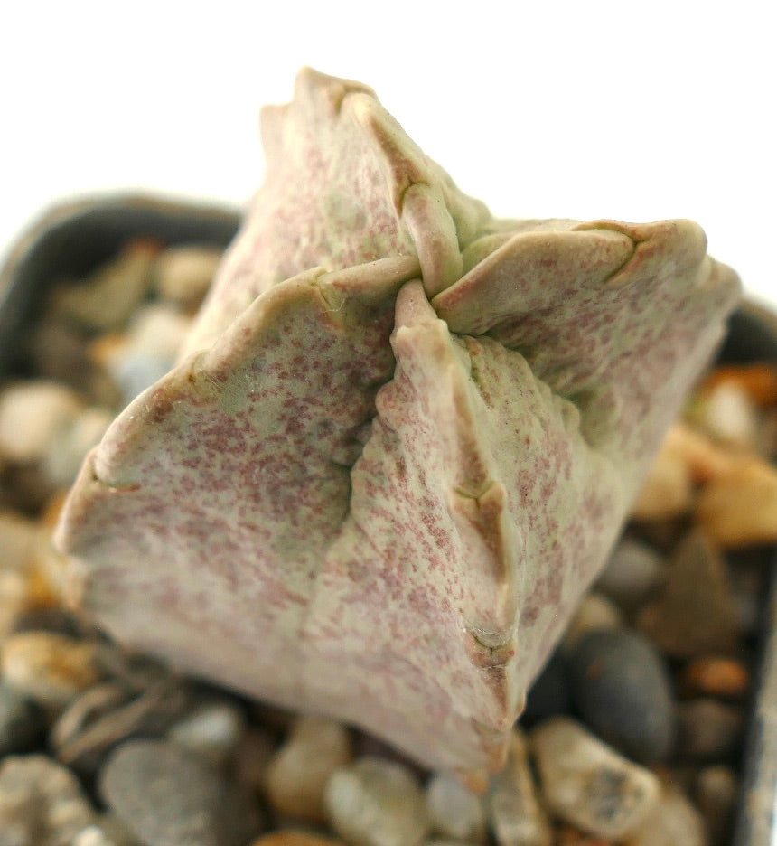 Whitesloanea crassa rare succulent with thick, triangular, speckled pale green leaves
