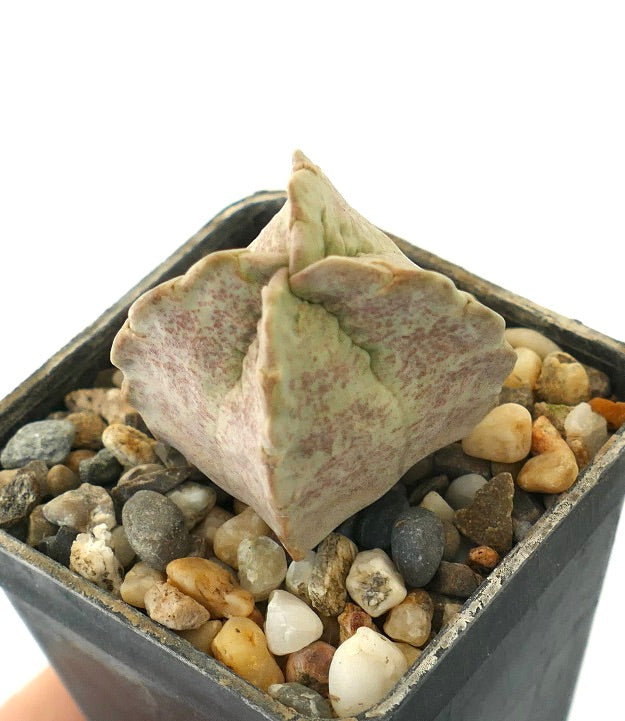 Whitesloanea crassa rare succulent with thick triangular leaves and speckled texture in pot