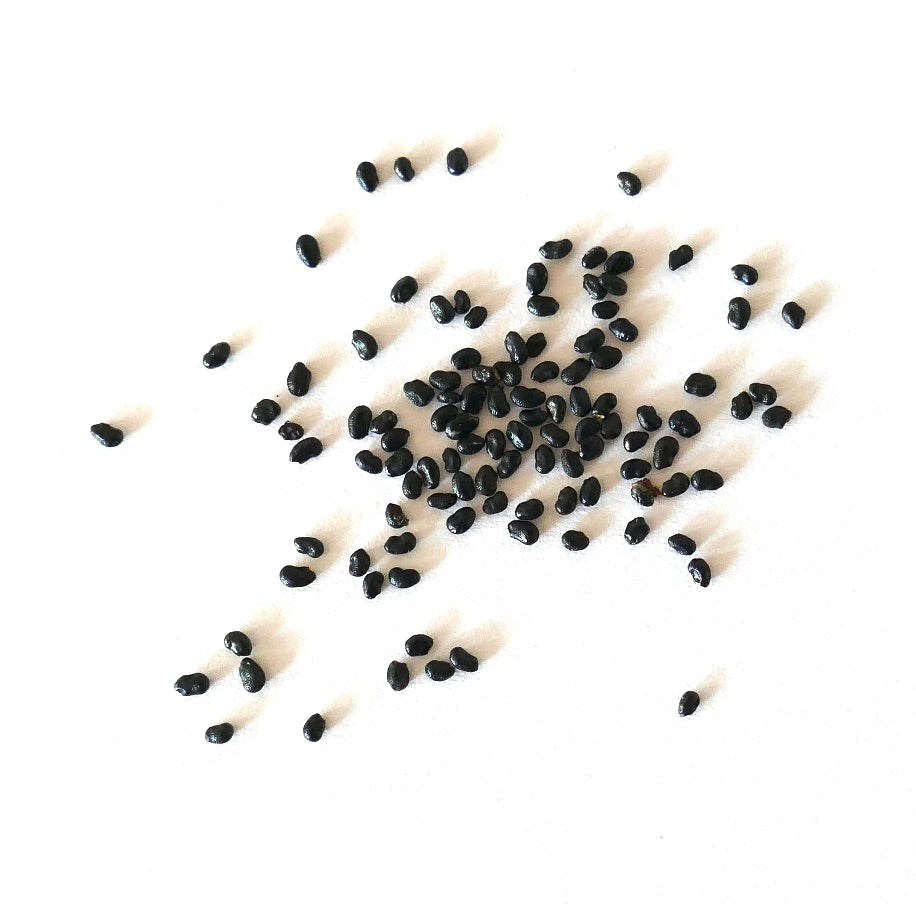 Weberbauerocereus winterianus sjeldne kaktusfrø nærbilde på hvit bakgrunn