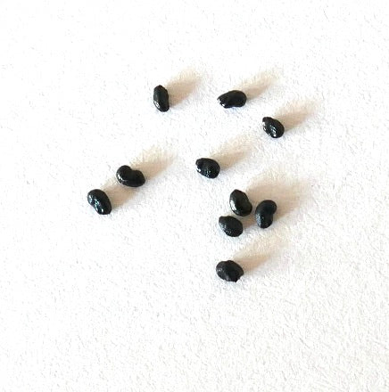 Weberbauerocereus winterianus svarte kaktusfrø på hvit bakgrunn nærbilde