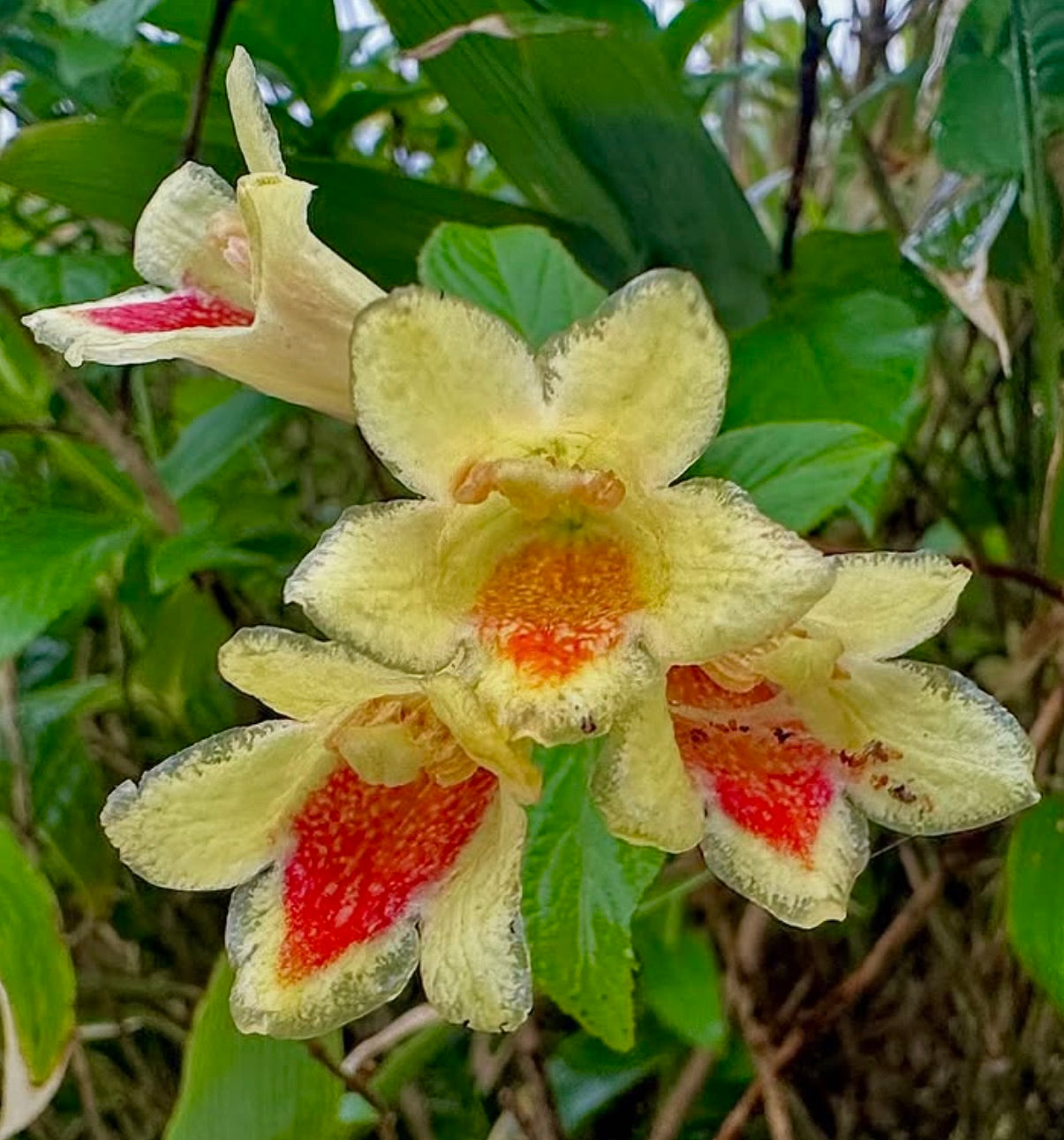 zimmerpflanze mit glockenförmigen blüten Weigela middendorffiana