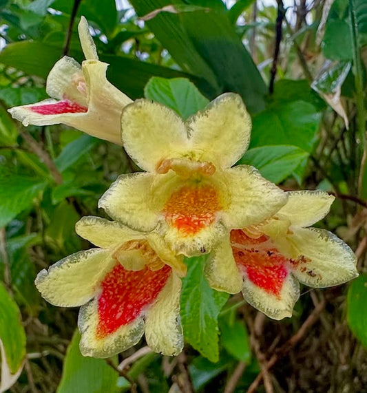 Weigela middendorffiana