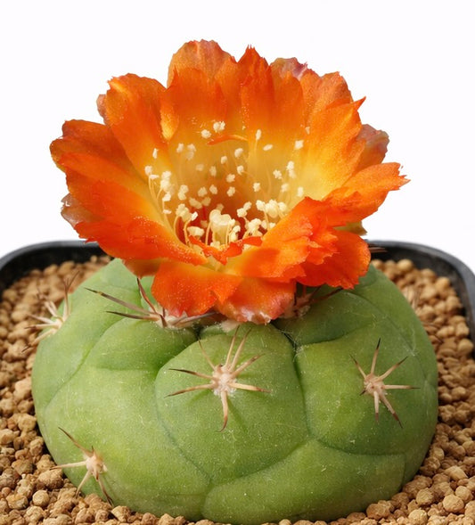 Weingartia amershauseri FRØ