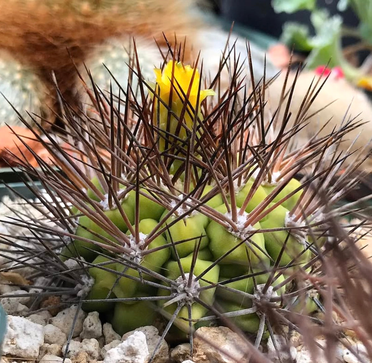 เมล็ดพันธุ์ ไวกานเทีย ซินเทียนซิส