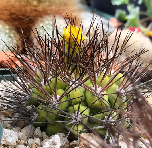 เมล็ดพันธุ์ ไวกานเทีย ซินเทียนซิส