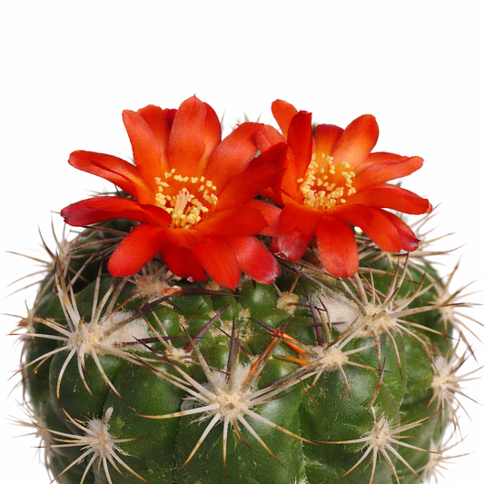 Weingartia coloradensis HJ1145 FRØ