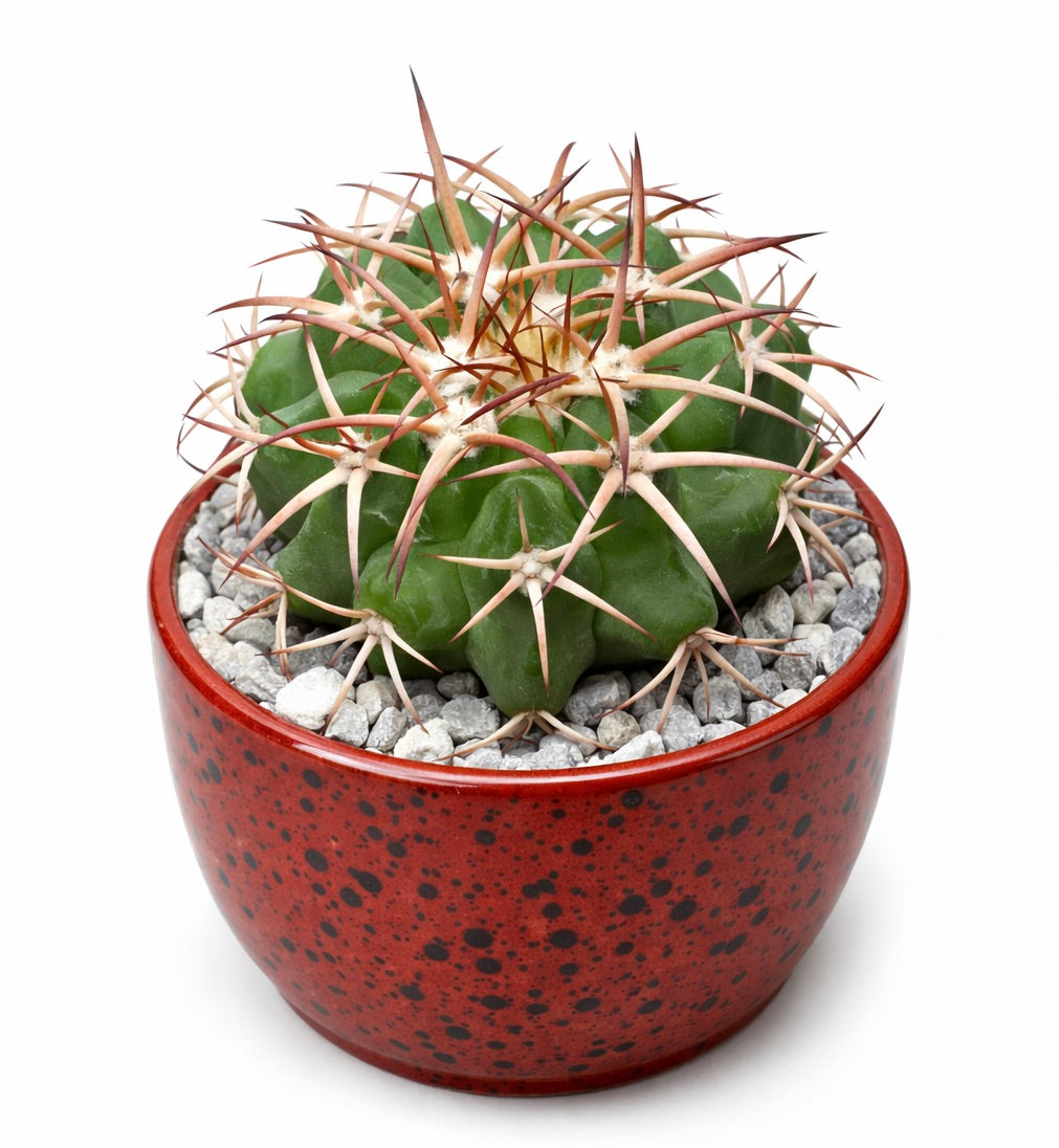 ワインガルティア・フィダイアナ 種子