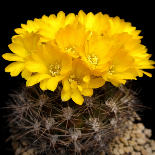 เมล็ดพันธุ์ ไวเนการ์เทีย ฮาเยเคียนา