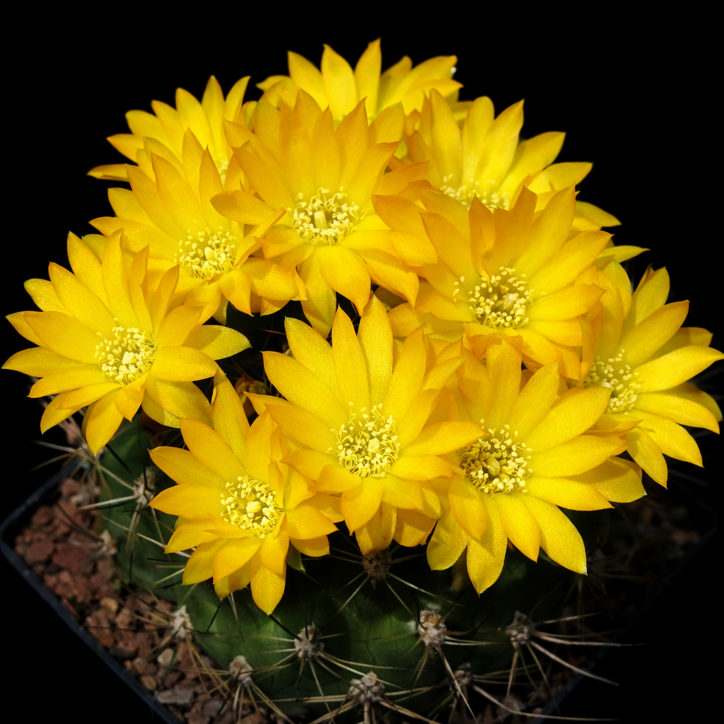 เมล็ดพันธุ์ ไวงานการ์เทีย เลโคริเอนซิส