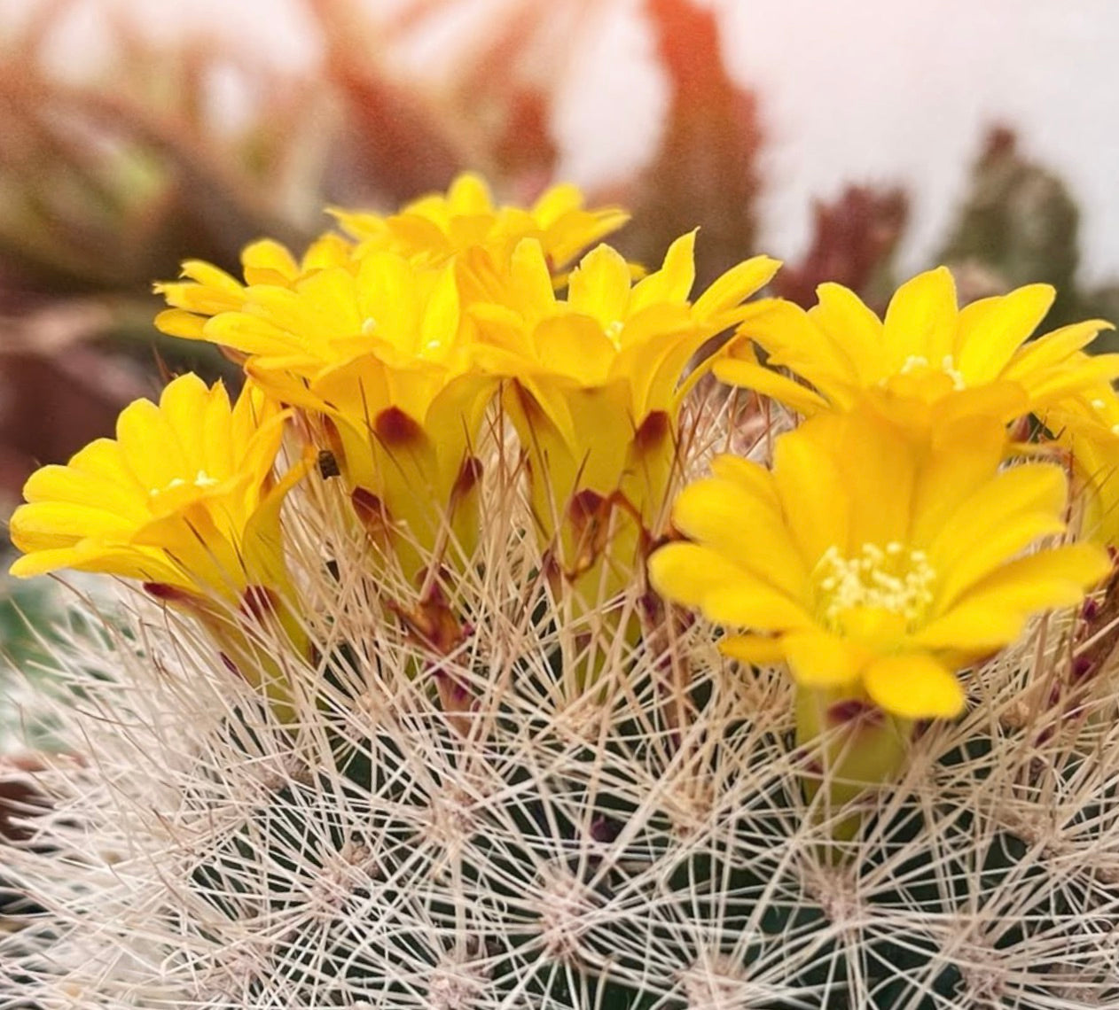 Weingartia multispina FRØ