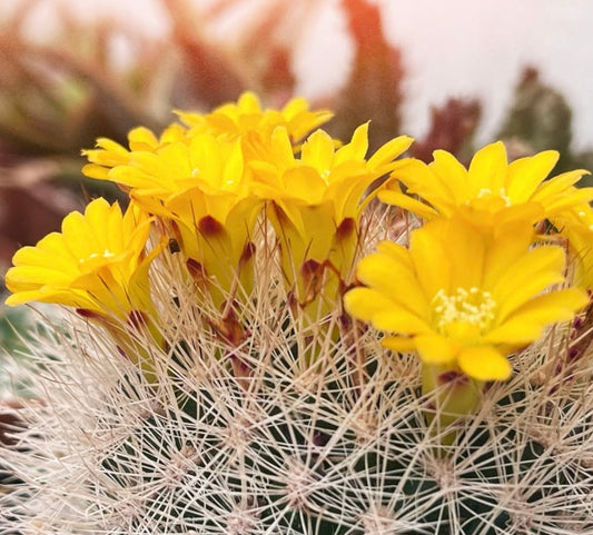 Weingartia multispina FRØ