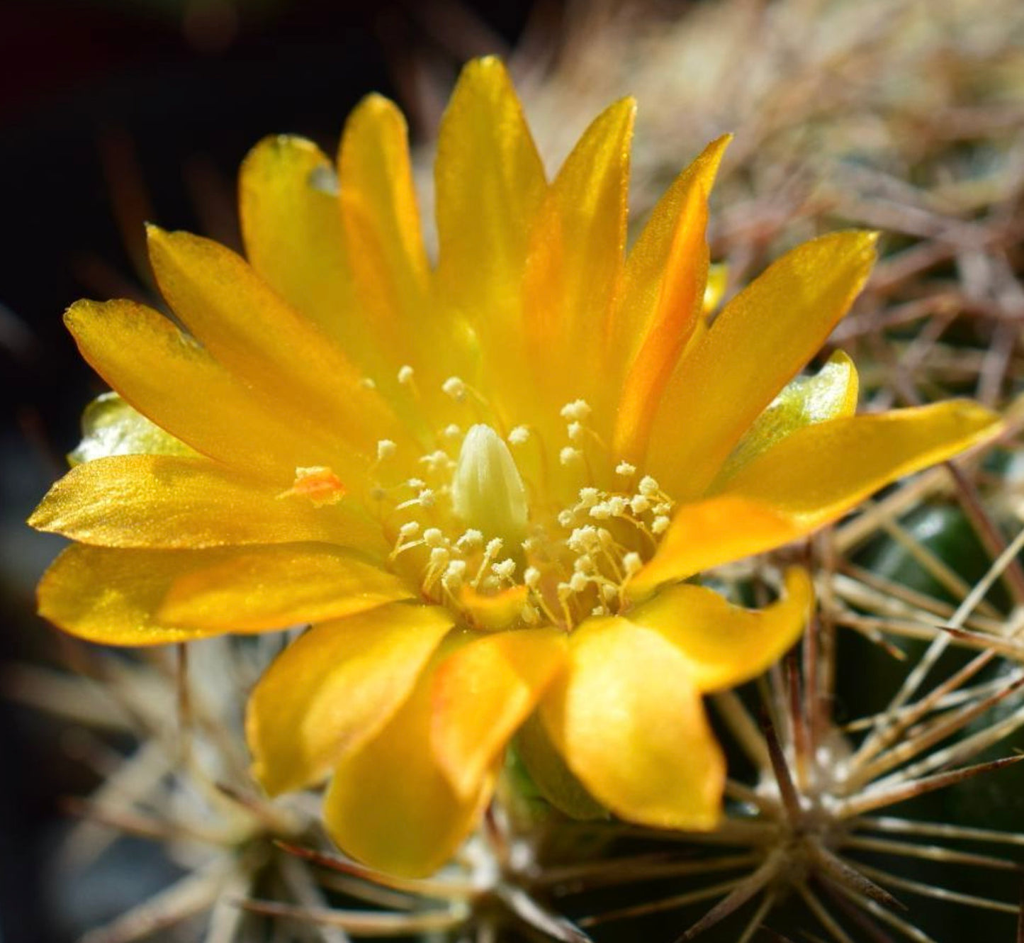 Weingartia pilcomayensis FRØ