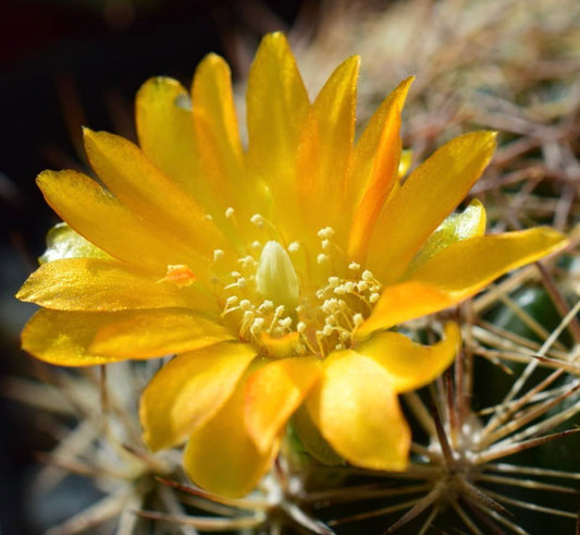 Weingartia pilcomayensis FRØ