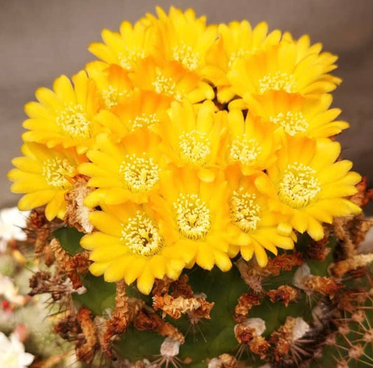 Weingartia platygona FRØ