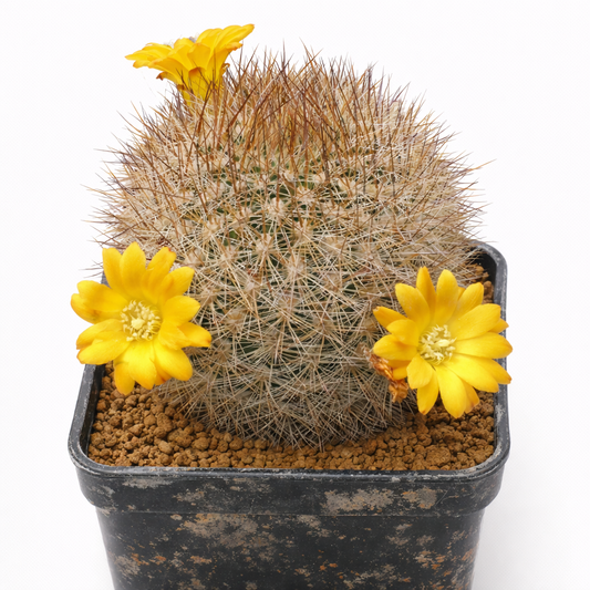 Weingartia pruinosa FRØ