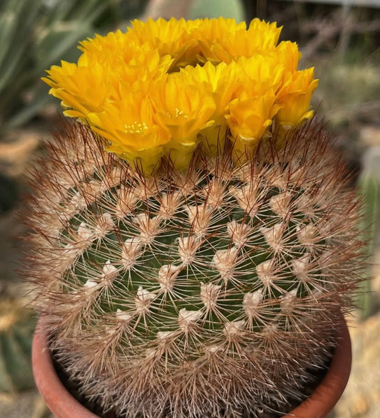 Weingartia pulquinensis var. mairanana FRØ