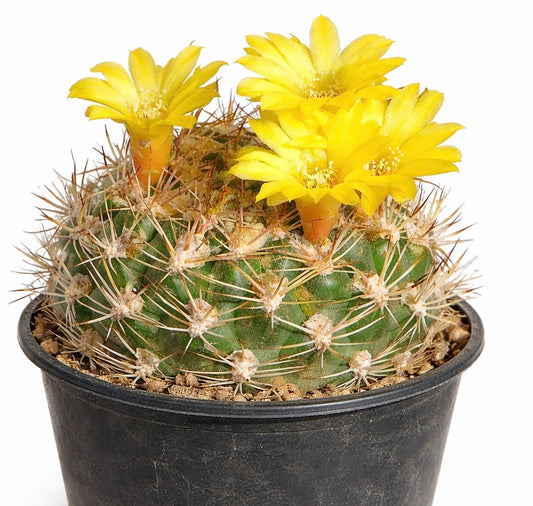 Weingartia riograndensis SEEDS