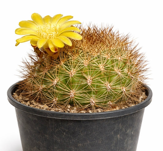 Weingartia saipieana SEEDS