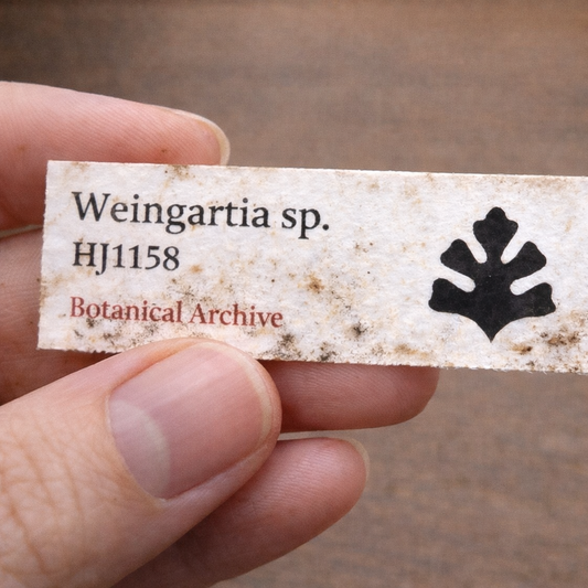 Weingartia sp. HJ1158 SEEDS