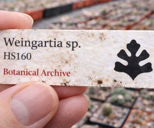 Weingartia sp. HS160 SEEDS