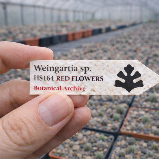 Weingartia sp. HS164 RED FLOWERS SEEDS