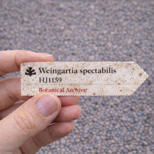 Etiqueta de planta impresa para Weingartia spectabilis sostenida sobre fondo de grava