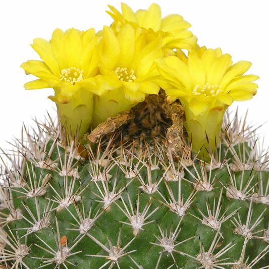 Weingartia sucrensis SEEDS