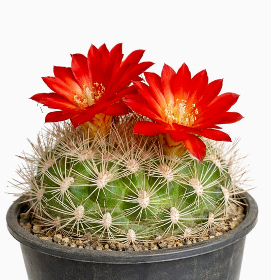 Weingartia trollii RED FLOWERS SEEDS