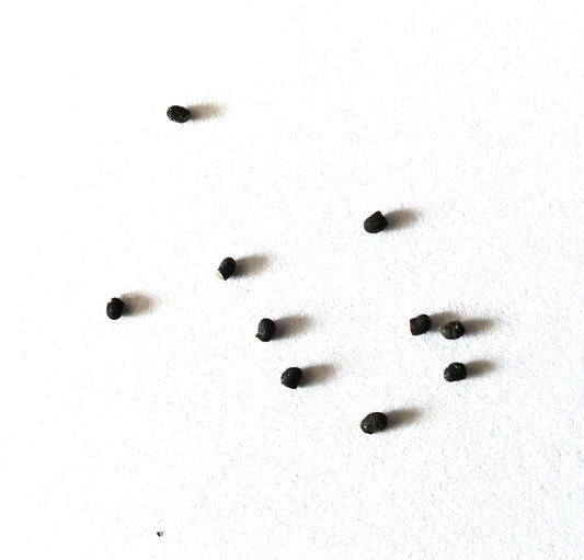 Sementes de cacto Weingartia trollii espalhadas em fundo branco para plantio