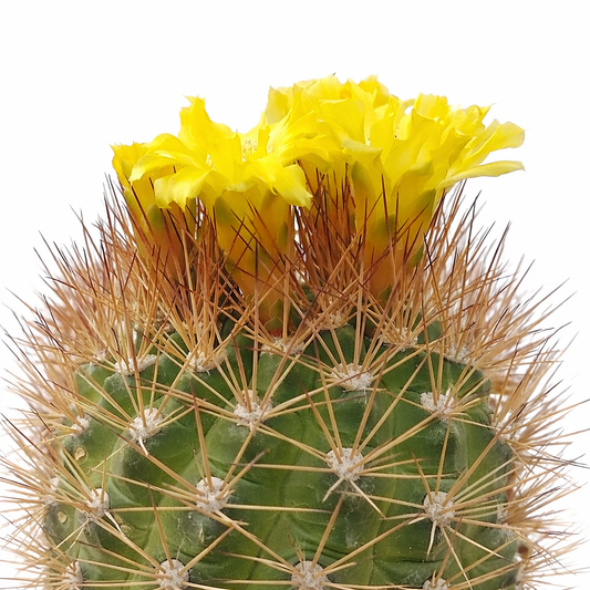 Weingartia westii SEEDS