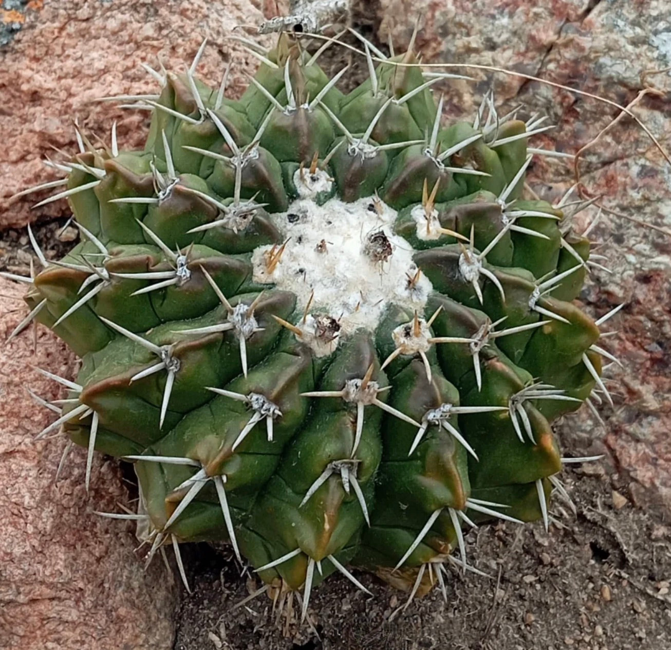 Wigginsia erinacea FRØ