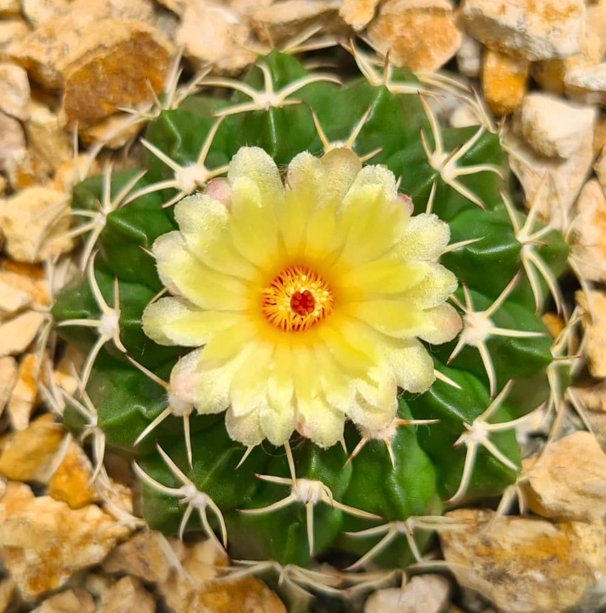 Wigginsia sellowii var. courantii SEEDS