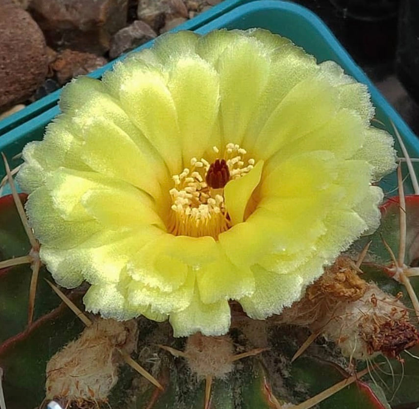 Wigginsia tephracantha SEEDS