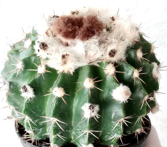 Wigginsia turbinata SEEDS