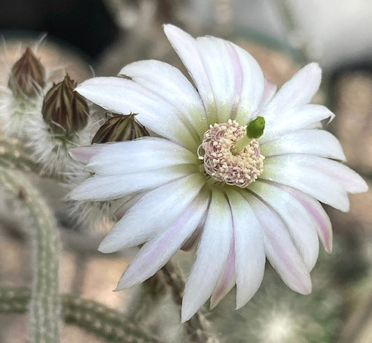 Wilcoxia leucantha albiflora SEEDS