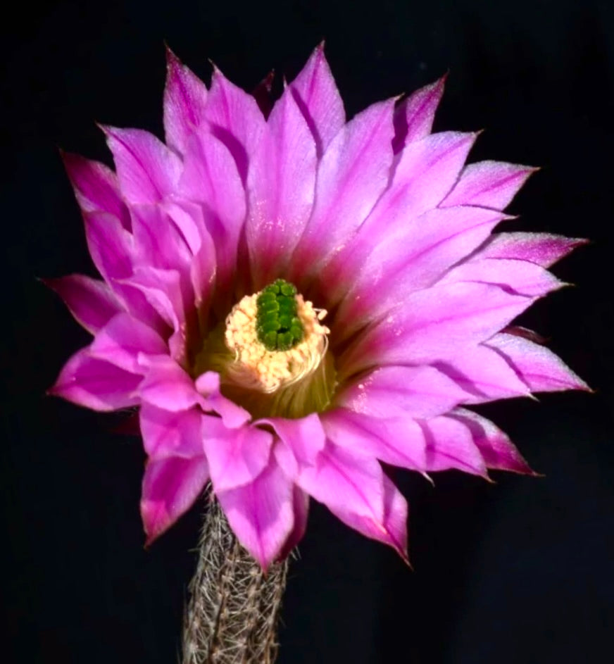 Wilcoxia poselgeri SEEDS