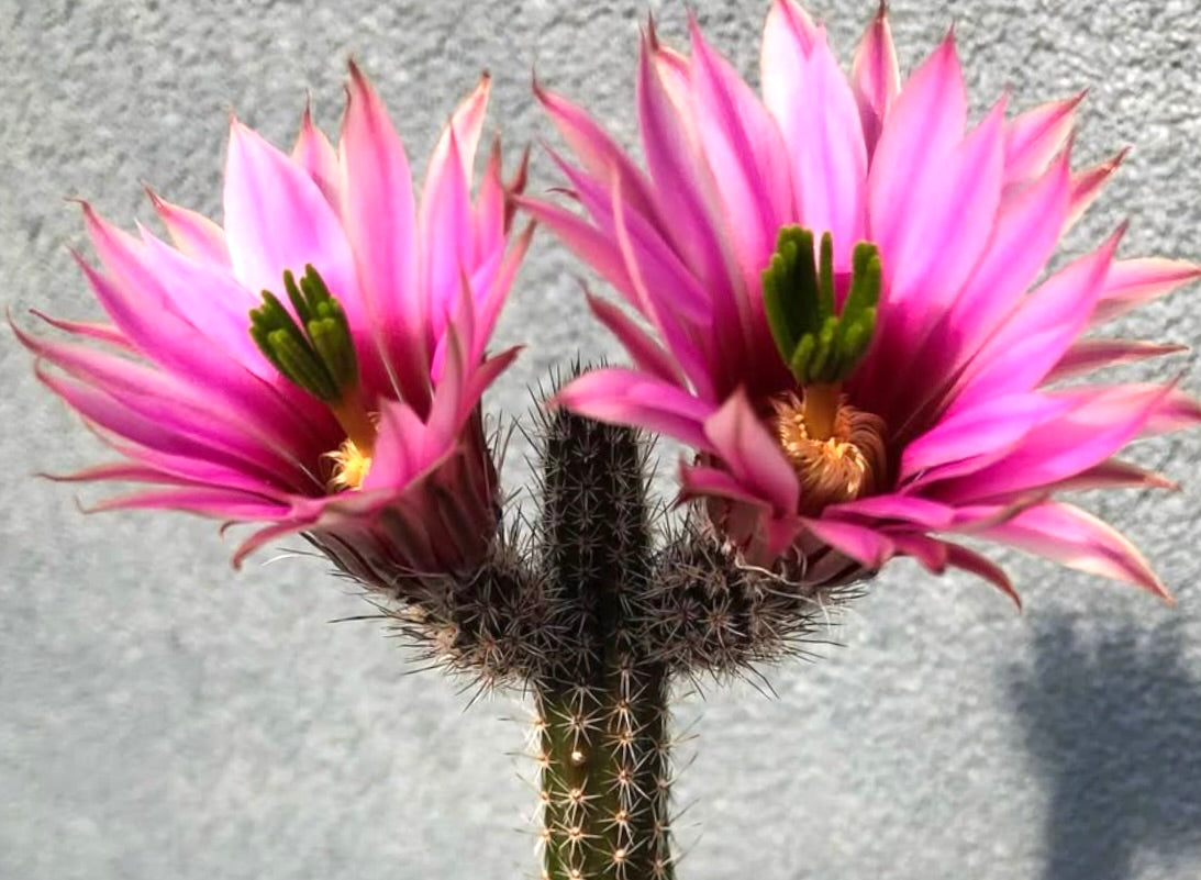 Wilcoxia poselgeri var. grandiflora SEEDS