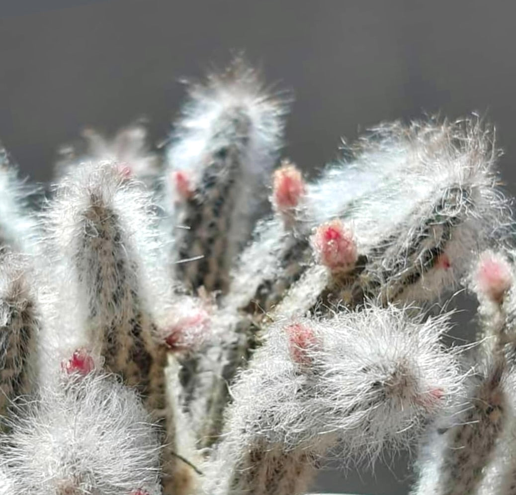 Wilcoxia schmollii SEEDS
