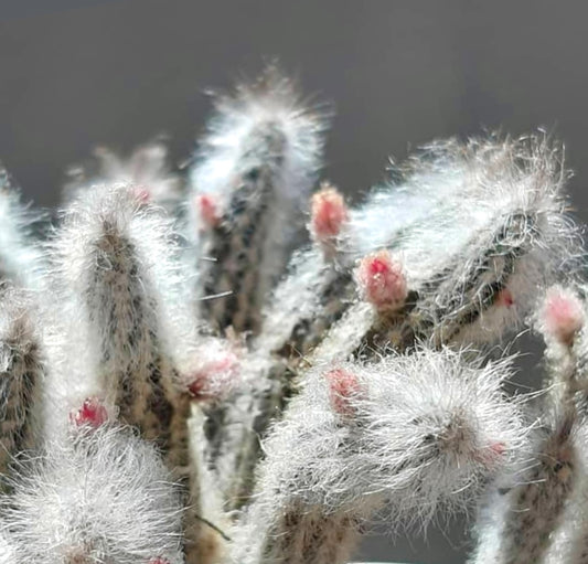 Wilcoxia schmollii SEEDS