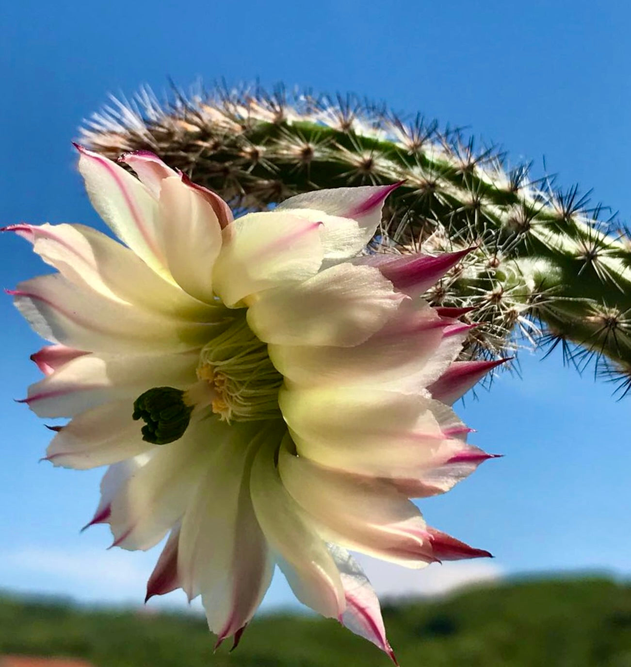 Wilcoxia waldeisii SEEDS