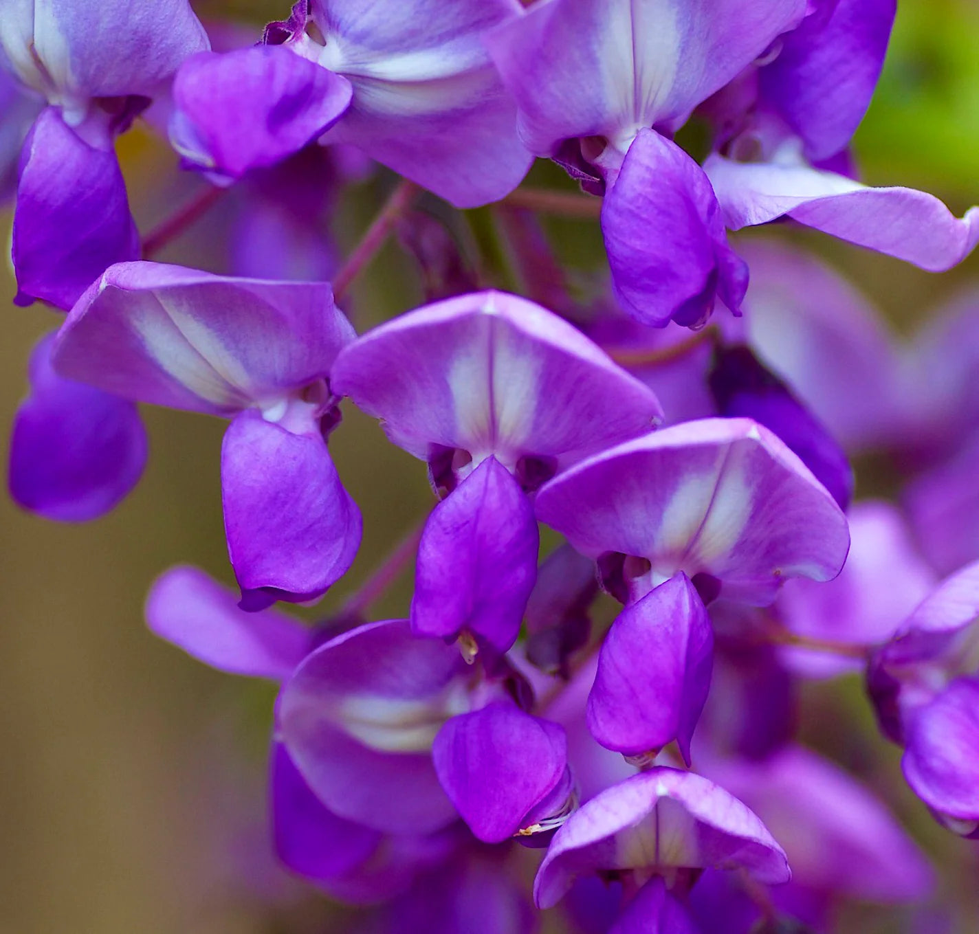 Wisteria floribunda DARK PURPLE SEEDS