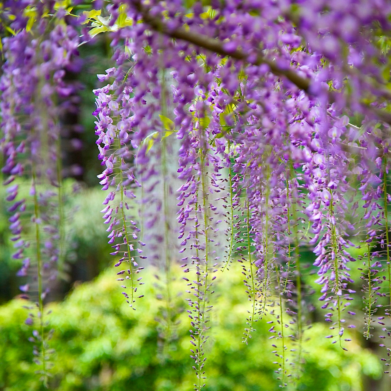 Wisteria floribunda var. macrobotrys cascading purple flower clusters in lush garden setting