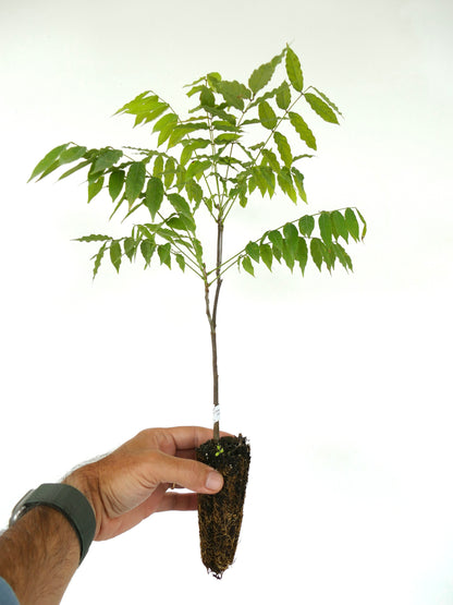 Wisteria floribunda var. macrobotrys young seedling with bright green compound leaves and slender stem