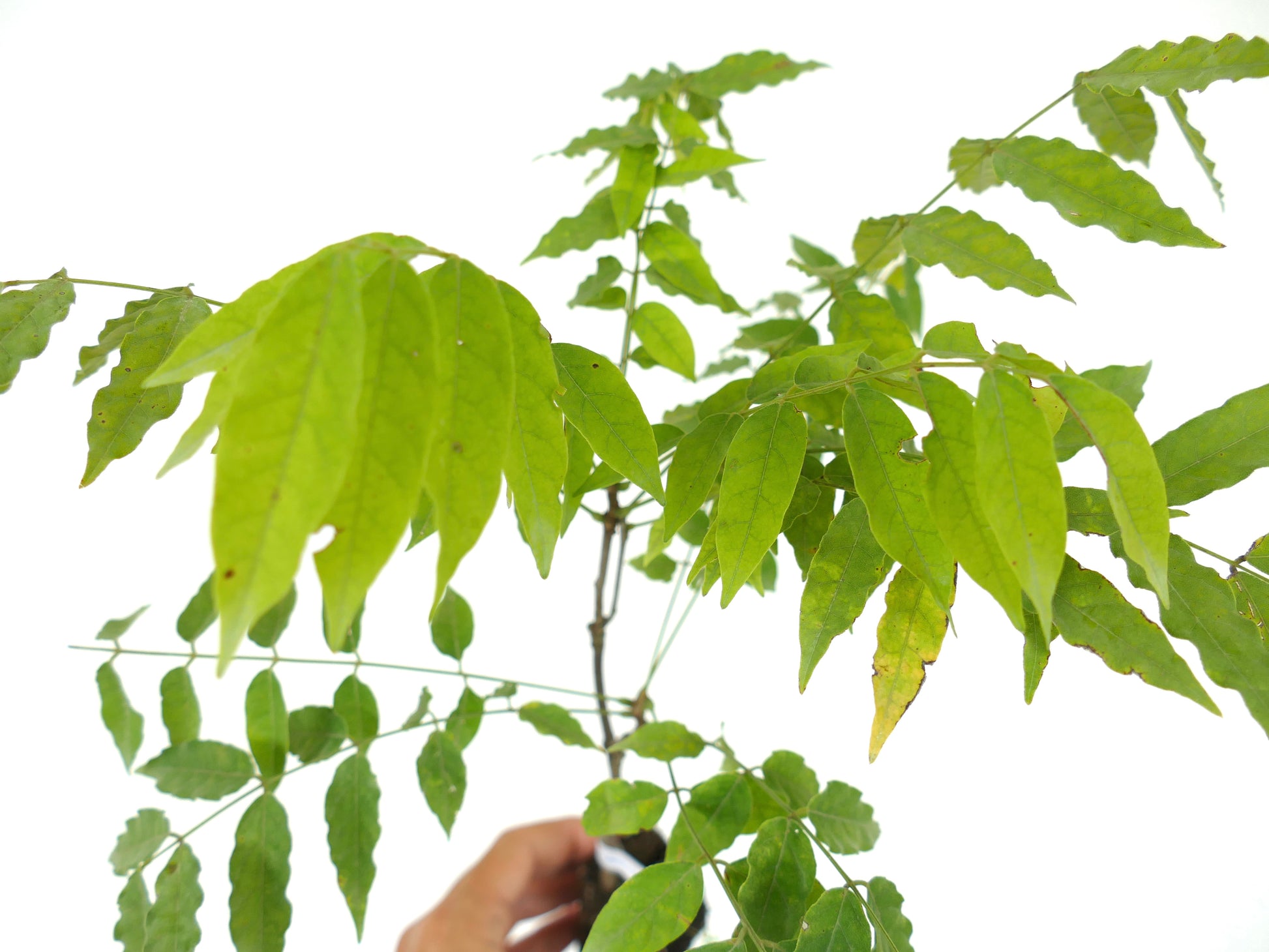 Wisteria floribunda var. macrobotrys bright green pinnate leaves on young plant stem