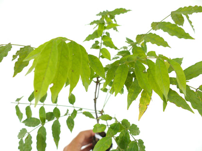 Wisteria floribunda var. macrobotrys bright green pinnate leaves on young plant stem