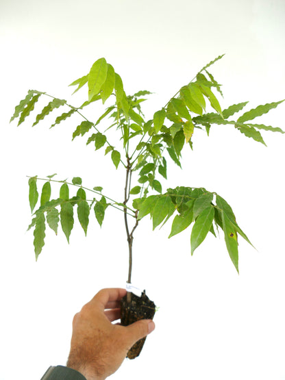 Wisteria floribunda var. macrobotrys young plant with bright green compound leaves