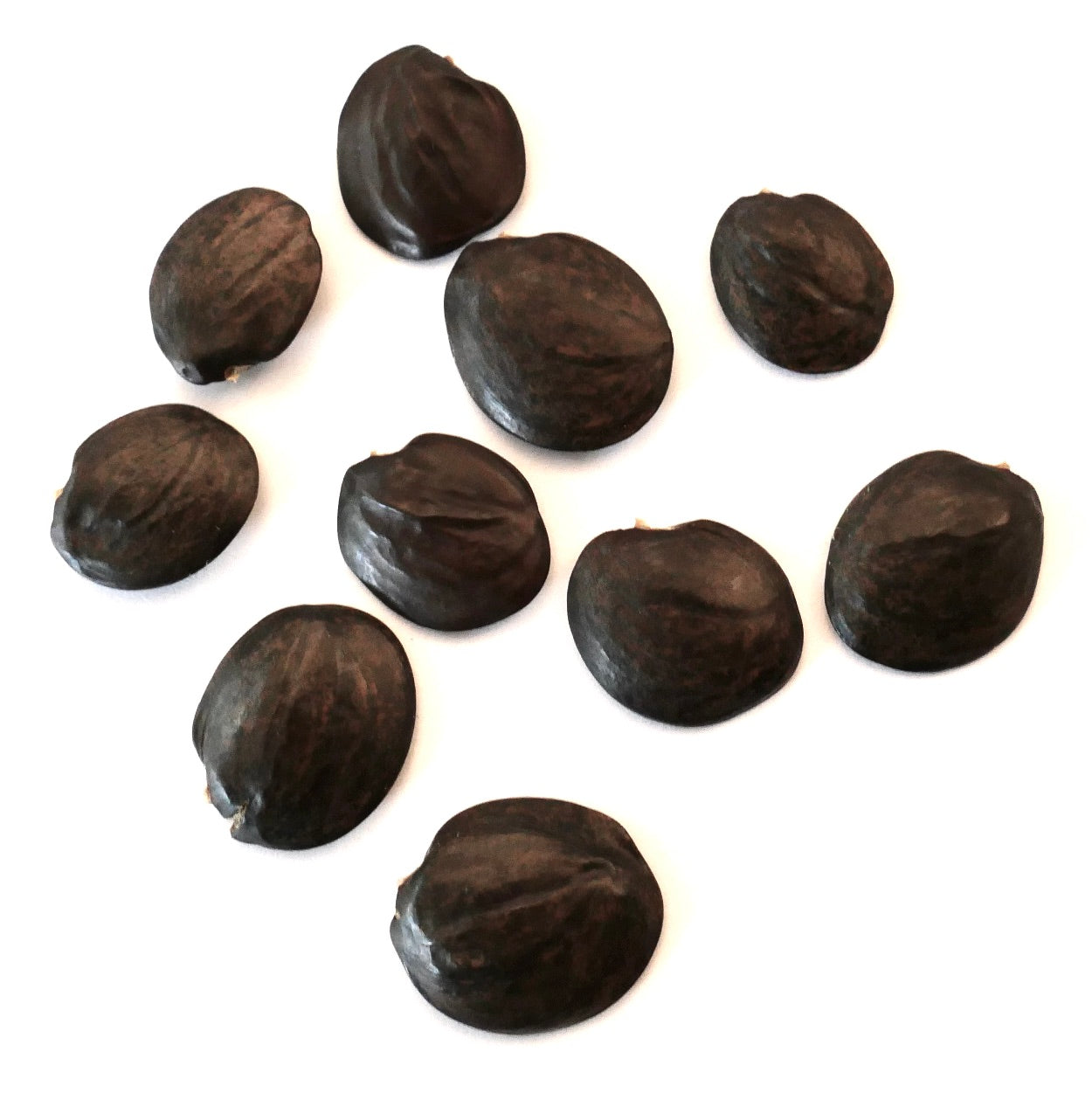 Wisteria floribunda donkerbruine, gladde zaden voor het vermeerderen van bloeiende klimplanten