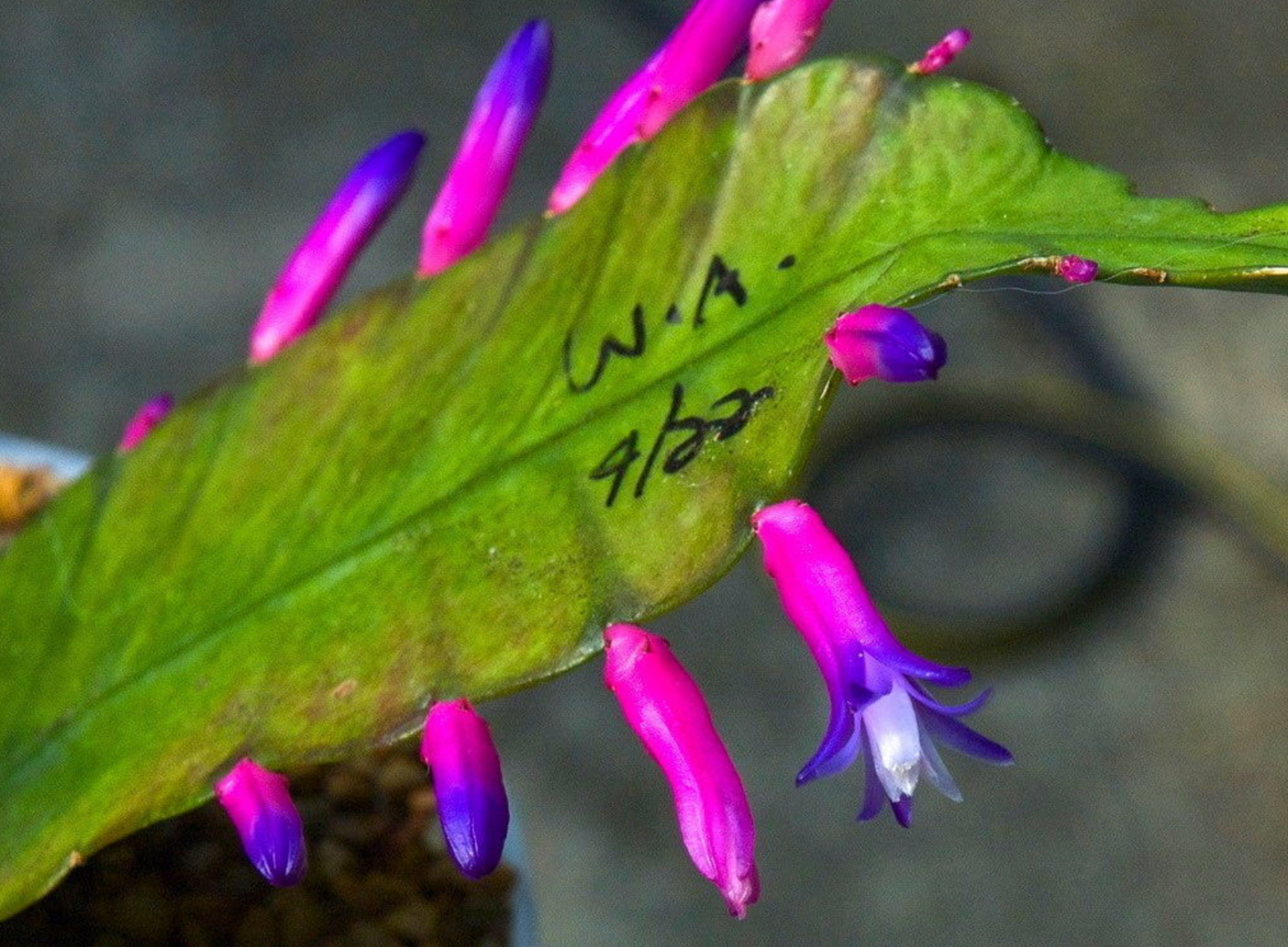 Wittia amazonica SEEDS